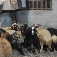 فروش بره گوسفند نر|حیوانات مزرعه|رویان, |دیوار