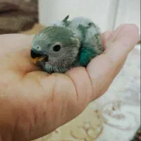 جوجه سرلاکی طوطی برزیلی رنگ خوب