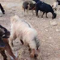نر بز