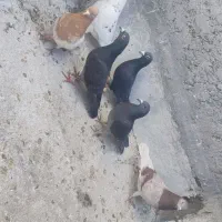 کفتر|پرنده|شیراز, کوشک میدان|دیوار