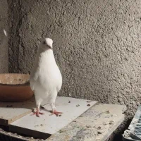 کبوتر فروشی|پرنده|شاهین دژ, |دیوار