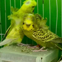 مرغ عشق پروانه ای