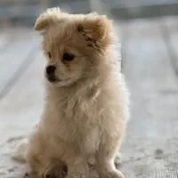 سگ پامرانین