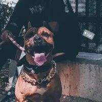 پیتبول نر اصیل آماده کشش|سگ|کرج, ساماندهی|دیوار