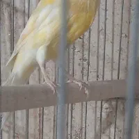 ماده‌ قناری