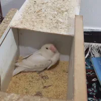 طوطی برزیلی