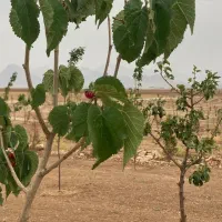 باغ دنج 800 متری با درختان مثمر|فروش دفتر صنعتی، کشاورزی، تجاری|بروجن, |دیوار