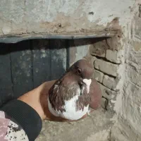 چپ سرخ نر‌ جوان پرگل سیاه|پرنده|اسفرورین, |دیوار