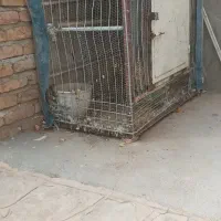 توری پرنده