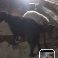 پنج عدد گوسفن