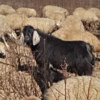 بز‌نر‌دامازدخ|حیوانات مزرعه|اصلاندوز, |دیوار