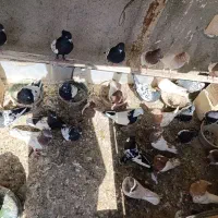 چند جفت کبوتر کله خال دار سینه ای|پرنده|رباط‌کریم, رباط‌کریم|دیوار