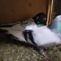 کبوتر مالچه|پرنده|سنندج, |دیوار