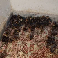جوجه بلدرچین دو روزه