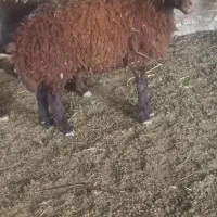 بز بزغاله میش|حیوانات مزرعه|تربتحیدریه, پائین ولایت|دیوار