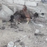 دوعددمرغ لموسی