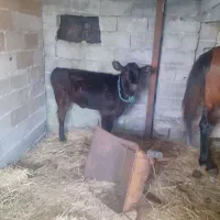 گاو دورگ شیری با گوساله ماده