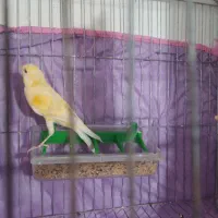 قناری (معاوضه)|پرنده|سبزوار, قصبه اب یمین|دیوار