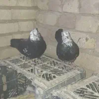 کفتر کله ماستی و کبوتر دم قهوه ای دمسیاه دم سیاه|پرنده|قم, کیوانفر|دیوار