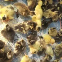 جوجه اردک محلی