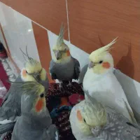 فروش عروس هلندی دستی و سخنگو