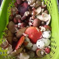 قارچ جنگلی تازه بفروش میرسد