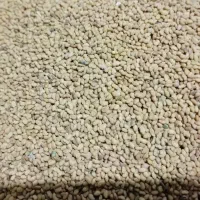 بذر یونجه با کیفیت