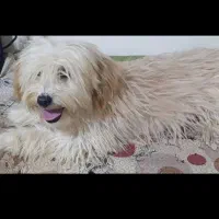 واگذاری رایگان