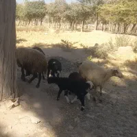 سه میش و سه بره|حیوانات مزرعه|دورود, |دیوار