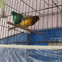 قناری سوپری بلند|پرنده|رباطکریم, رباطکریم|دیوار