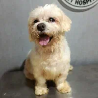 واگذاری رایگان سگ