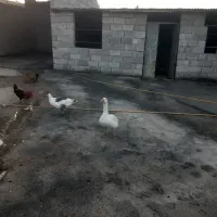 غاز و مرغ|حیوانات مزرعه|سرپل ذهاب, |دیوار