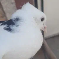 کبوتر شازده