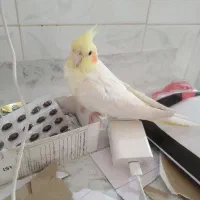 عروس هلندی