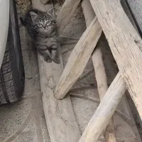 فروش بچه گربه