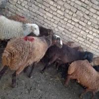 باسلام ده عددبره نر ،چاق|حیوانات مزرعه|صحنه, |دیوار