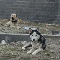 سگ هاسکی ماده