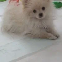 سگ پامر|سگ|تهران, بیسیم|دیوار