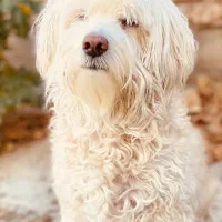 واگذاری شیتزو تریر