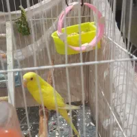 مرغ  دستی  و فنچ معاوضه با انگشتر نقره