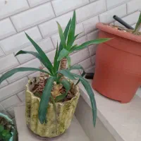 گل با گلدان|گل و گیاه طبیعی|گلپایگان, |دیوار