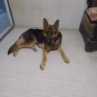 واگذاری سگ ژرمن ورک