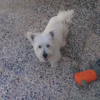 سگ خانگی|سگ|شهرکرد, |دیوار