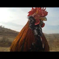 دو خروس چهل تاج خوش رنگ و زیبا|حیوانات مزرعه|سنندج, |دیوار