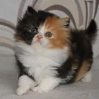 گربه پرشین کوچولو ابریشمی|گربه|تهران, الهیه|دیوار