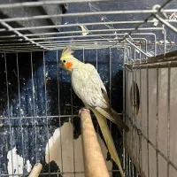 عروس هلندی مرواریدی