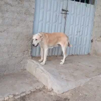 فروش سگ ماده الابای