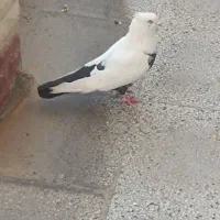 سفید دم سیاه نر هنز دار