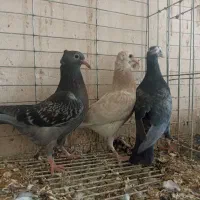 کبوتر جوجه آلمانی‌ ذات دار