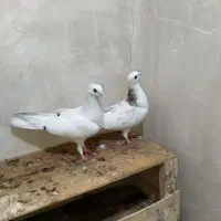 کبوتر تهرانی|پرنده|اهواز, زندوکیلی|دیوار